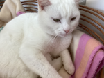 kittysluv
