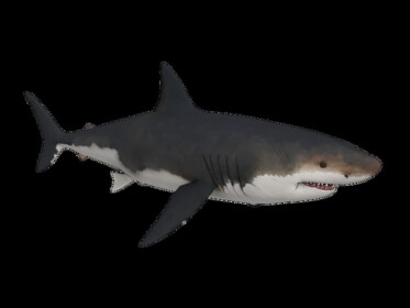 Shark obby