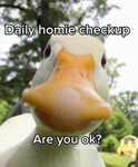 King duckies