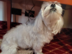 Gruppo cani alle terme