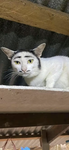 Obenheis