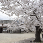 ...桜