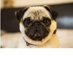 PVP PUGS GROUP
