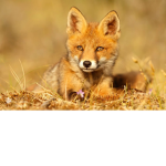 The National Fox Organization