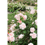 FlowerXgarden