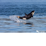 Orca Clothing Co.