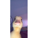 ………..,