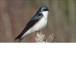 #BirdGroup