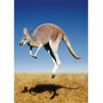 kangaroo familia