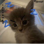 Iovespill