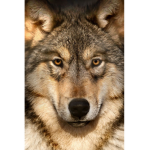 Team Wolf For Life