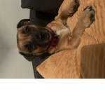 Izzy poop