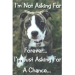 We want no more animal abuse!