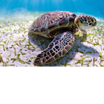 The mini turtles
