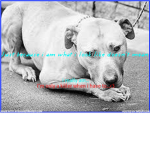 Pitbull lovers <3