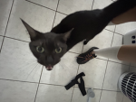 Popcat Airforce