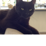 Mini panther black
