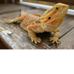 do u like bearded dragons?