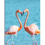 avas flamingos do u want one?