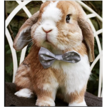 Bunnies life