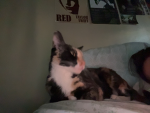 Where we express our love to cats