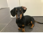 DachshundLove