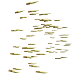 🗡️ Golden Dagger Aura 🗡️
