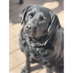 Dogs are Much Better Than Cats