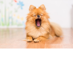 Dog o