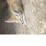 Fennec foxes!