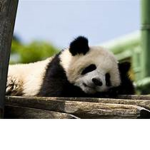 The Sleeping panda :3