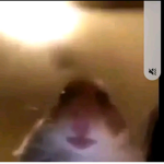 hower360_xxh hamsters