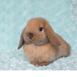 bunny321