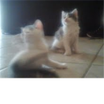 Cat Gang