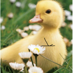 FlUFfY DUckY GAnG
