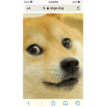 The Doge squad for doges
