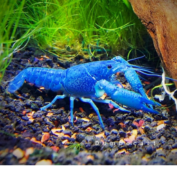 [NEW] Crayfish Obby