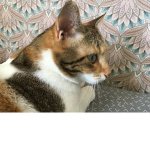 *** Candy the cat ***