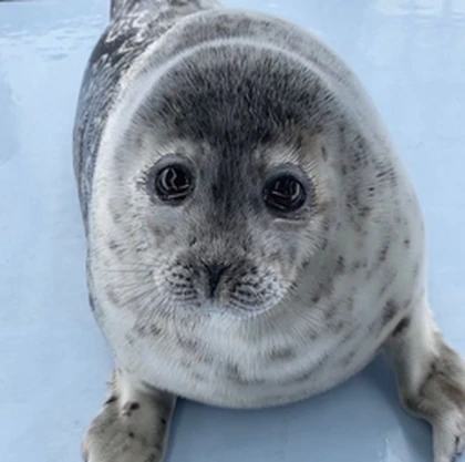 Seal obby Roblox group icon