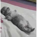 Doggo People!