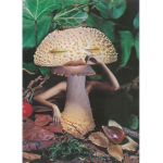 Septneks Mushrooms Gang