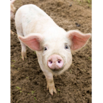 The Pig Force