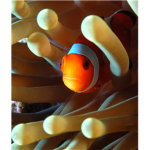 Expert Aquarium owners of Robloxia