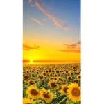 Eli's sunflower world