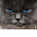 Shade Clan (Warrior cats)