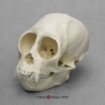 SKELETON MONKEYS