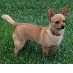 Team Chihuahua