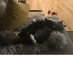 Cat group the best