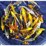 The Pog Fish Family