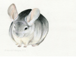 save the animals :3